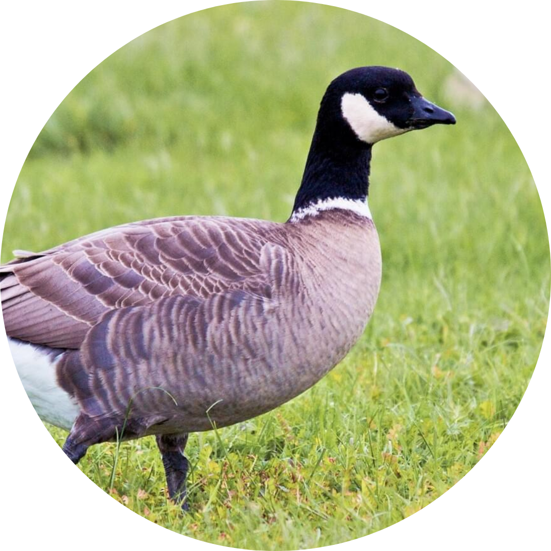 Lesser Canadian Goose